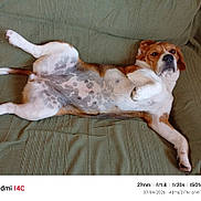 Vénus participe au concours pour gagner de l'argent avec cette photo : dog, lying_down, couch, green_couch, relaxed, pet, indoor, spotted_belly, white_and_brown, canine, fur, paw, snout, ears, comfortable, domestic_animal, resting, animal, mammal, laying_backwards