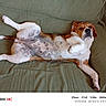 dog, lying_down, couch, green_couch, relaxed, pet, indoor, spotted_belly, white_and_brown, canine, fur, paw, snout, ears, comfortable, domestic_animal, resting, animal, mammal, laying_backwards