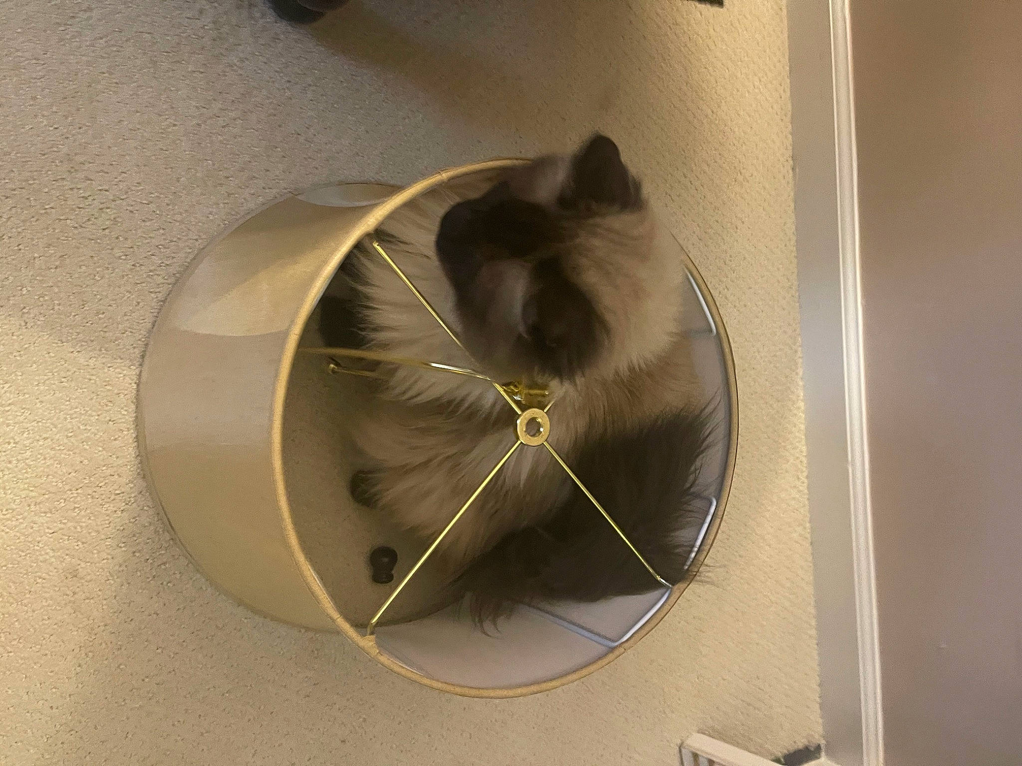 Einstein joined the competition — help win amazing prizes! audio_equipment, carnivore, cat, ceiling, circle, domestic_short_haired_cat, felidae, fur, metal, room, shelf, small_to_medium_sized_cats, snout, tail, whiskers, window, wood