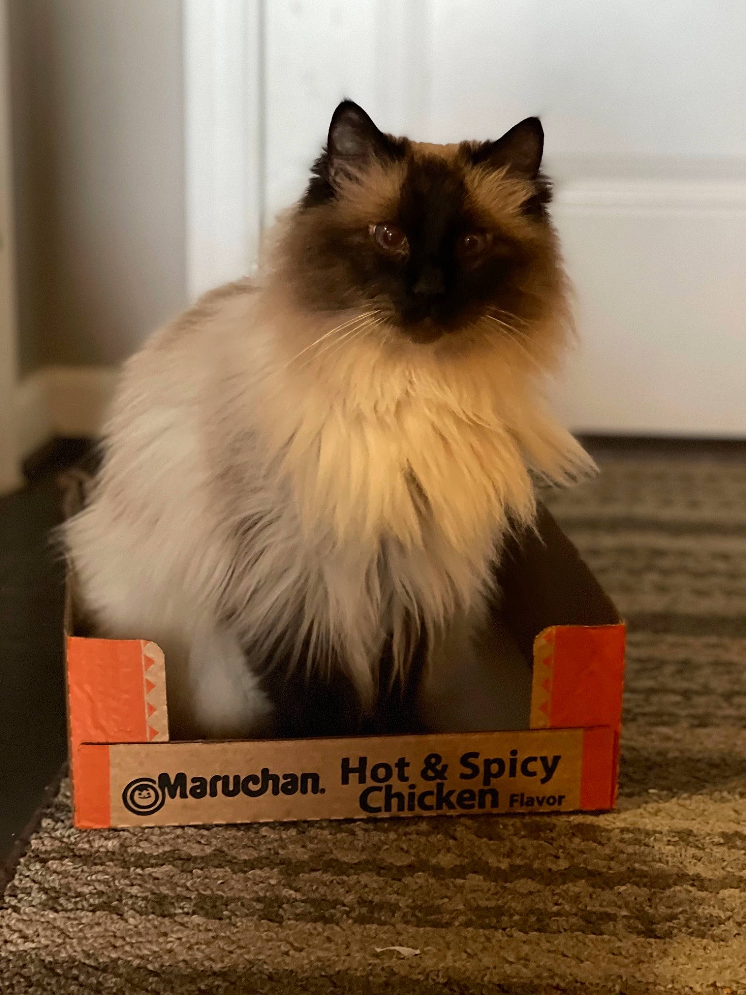 Einstein joined the competition — help win amazing prizes! carnivore, cat, fawn, felidae, font, fur, gas, paper_product, ragdoll, rectangle, siamese, small_to_medium_sized_cats, snout, terrestrial_animal, whiskers