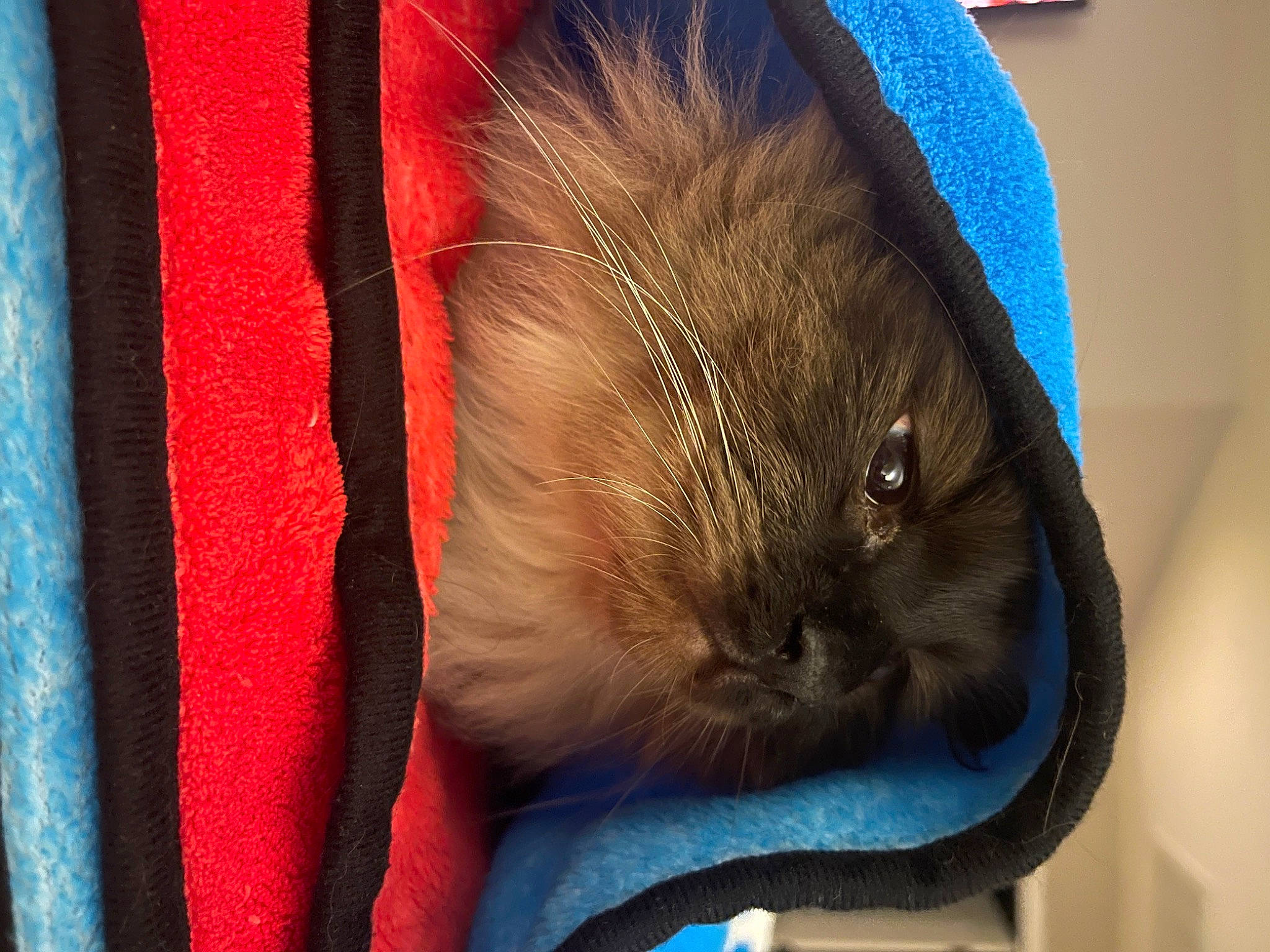 Einstein is registered to the contest to win money with this photo: blue, carmine, carnivore, cat, close_up, comfort, domestic_short_haired_cat, electric_blue, fawn, felidae, fur, linens, magenta, nap, pattern, small_to_medium_sized_cats, snout, tail, whiskers, wool