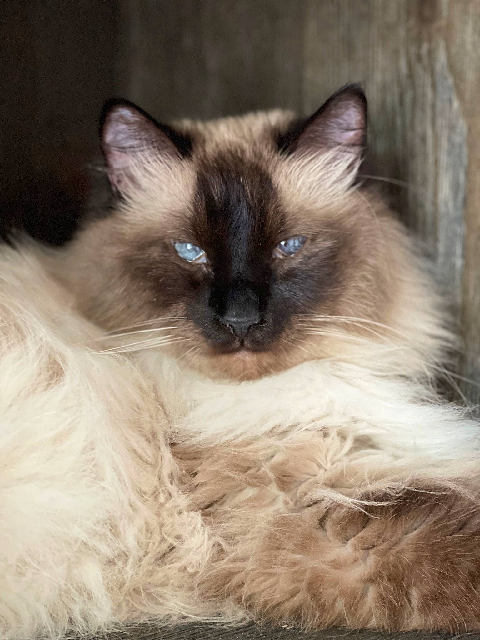 Einstein is registered to the contest to win money with this photo: balinese, birman, carnivore, cat, eye, fawn, felidae, fur, iris, ragdoll, siamese, small_to_medium_sized_cats, snout, terrestrial_animal, thai, whiskers