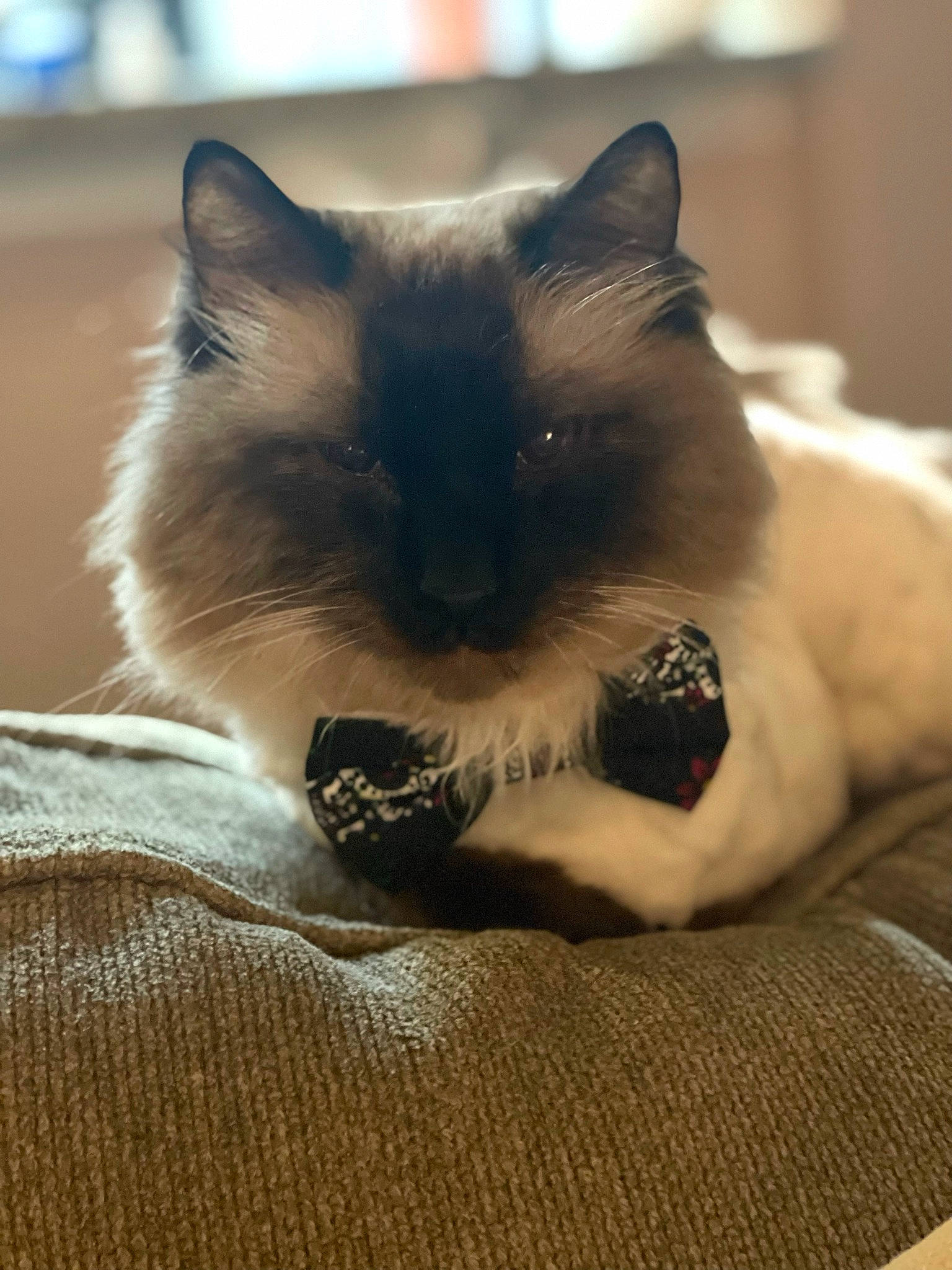 Einstein joined the competition — help win amazing prizes! balinese, birman, carnivore, cat, claw, comfort, fawn, felidae, fur, paw, siamese, small_to_medium_sized_cats, snout, tail, terrestrial_animal, thai, whiskers