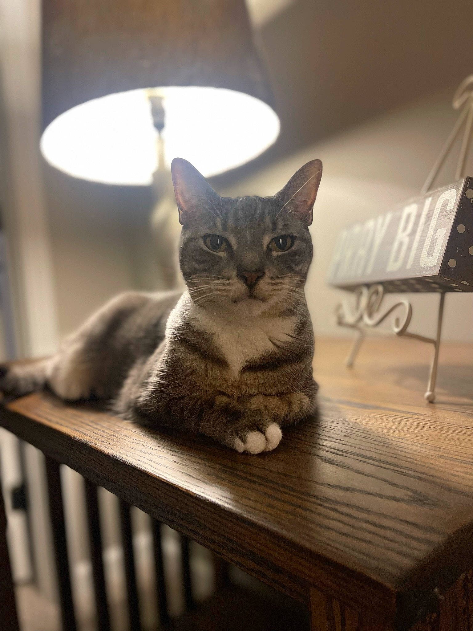 Willow joined the competition — help win amazing prizes! carnivore, cat, cat_supply, comfort, domestic_short_haired_cat, fawn, felidae, fur, grey, hardwood, lamp, room, sitting, small_to_medium_sized_cats, snout, table, tail, whiskers, window, wood