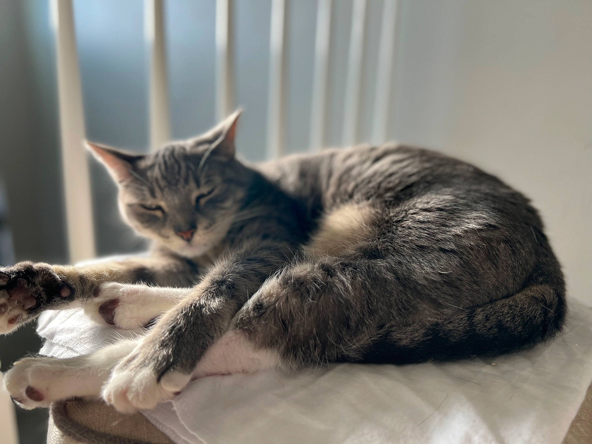 Willow is registered to the contest to win money with this photo: carnivore, cat, claw, comfort, domestic_short_haired_cat, felidae, fur, grey, monochrome_photography, paw, small_to_medium_sized_cats, snout, tail, terrestrial_animal, whiskers