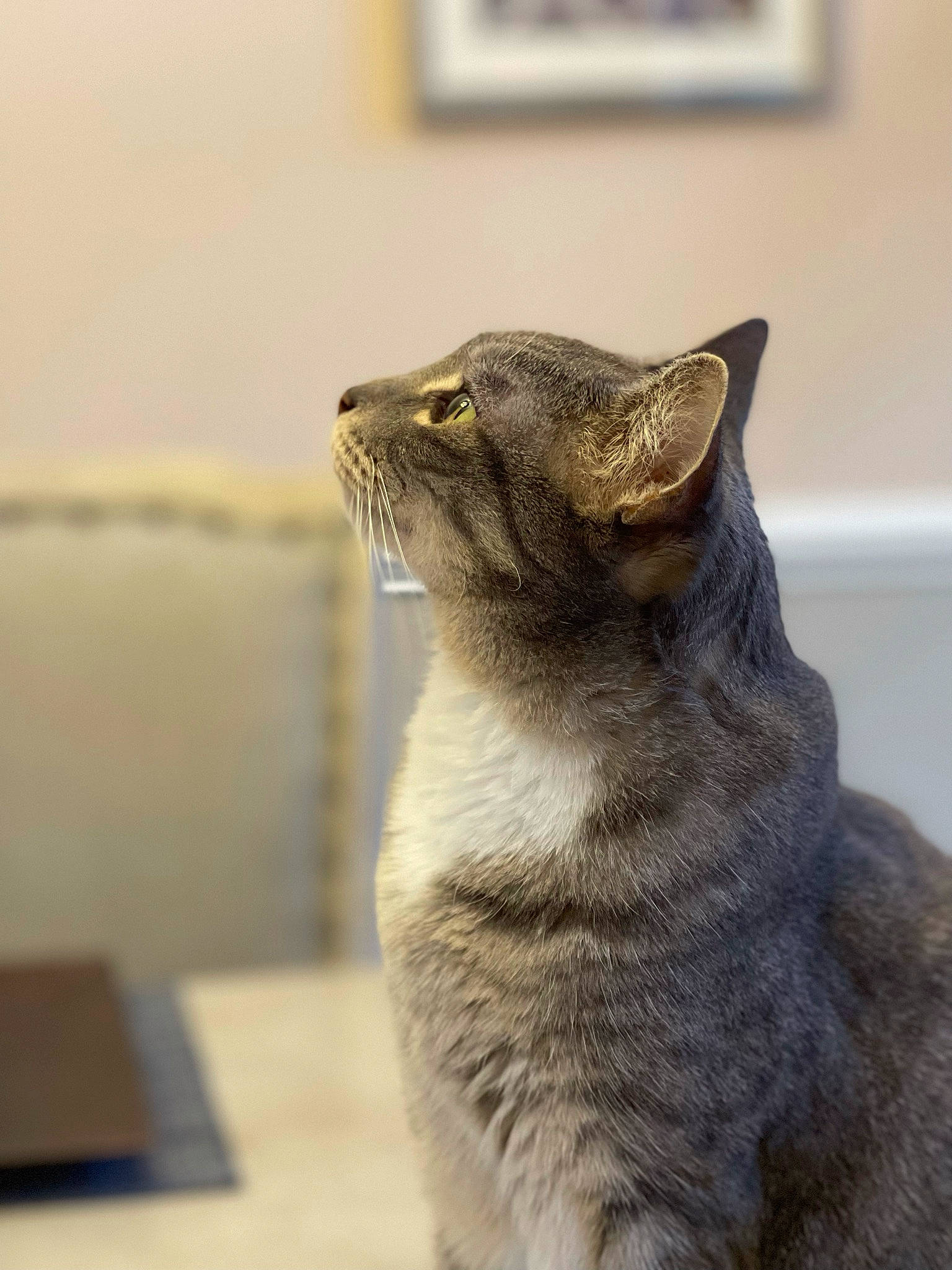 Willow is registered to the contest to win money with this photo: art, carnivore, cat, claw, domestic_short_haired_cat, felidae, fur, grey, paw, small_to_medium_sized_cats, snout, tail, terrestrial_animal, whiskers, wildlife, window