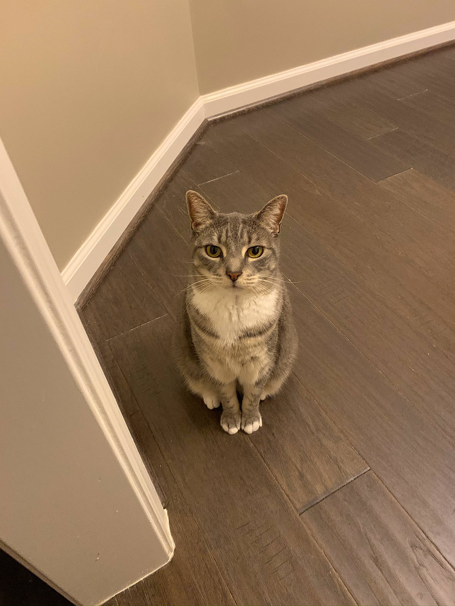 Willow joined the competition — help win amazing prizes! brown, carnivore, cat, domestic_short_haired_cat, door, fawn, felidae, floor, flooring, fur, grey, hardwood, laminate_flooring, plywood, small_to_medium_sized_cats, tail, whiskers, wood, wood_flooring, wood_stain