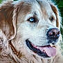 dog, golden_retriever, close_up, blue_eye, tongue_out, wet_nose, fur, pet, animal, canine, portrait, happy, outdoor, green_background, friendly, smiling, mammal, domestic_animal, mouth, ears
