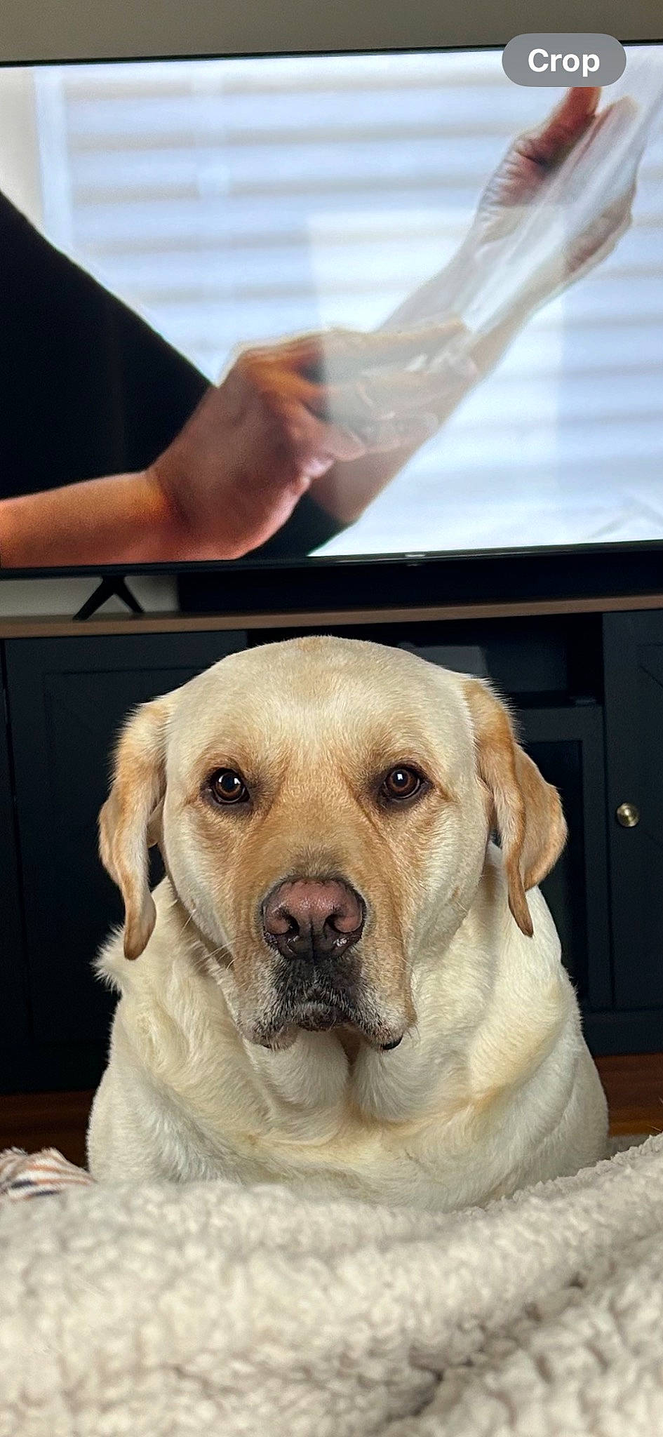 Drake joined the competition — help win amazing prizes! canidae, carnivore, companion_dog, dog, dog_breed, dog_collar, door, event, fawn, fur, mammal, snout, sporting_group, whiskers, working_animal