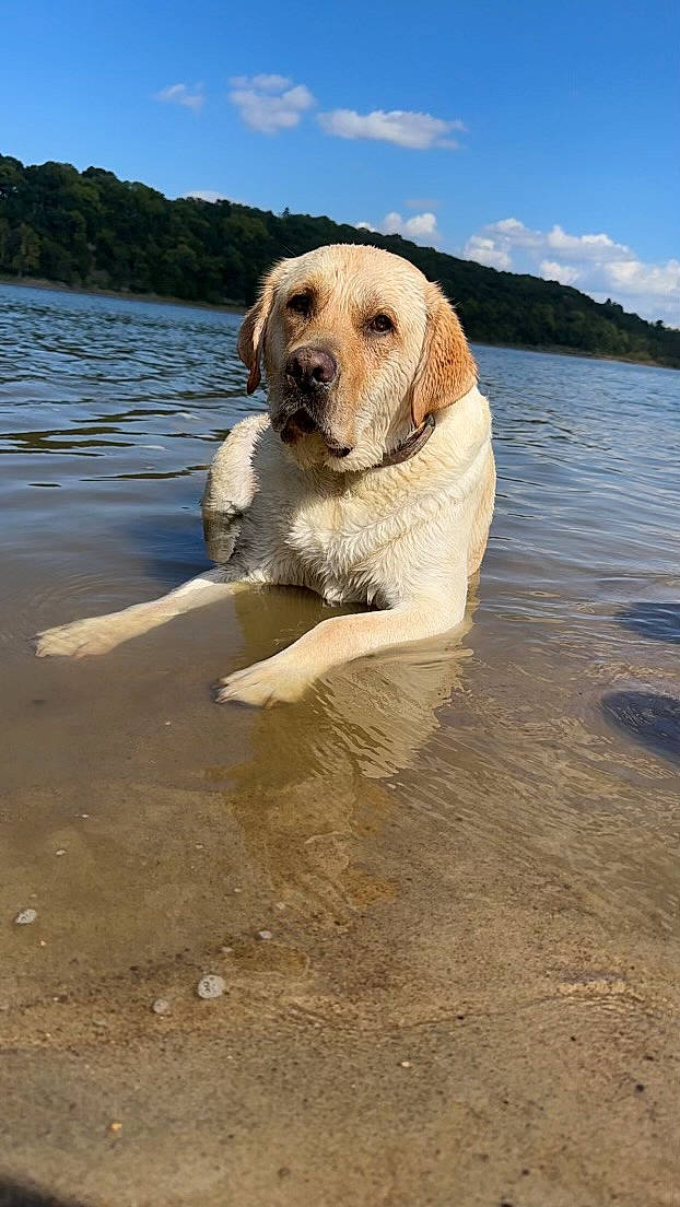 Drake is registered to the contest to win money with this photo: beach, canidae, carnivore, cloud, collar, companion_dog, dog, dog_breed, fawn, gun_dog, horizon, lake, landscape, shore, sky, snout, sporting_group, tree, water, working_animal
