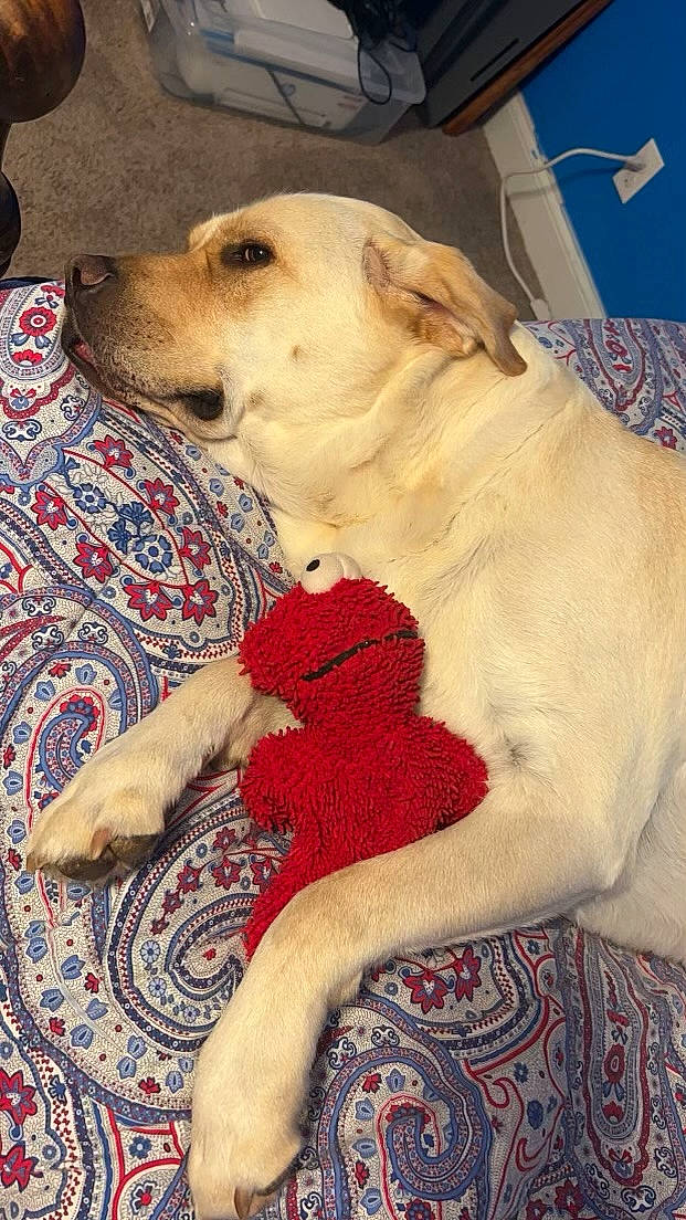 Drake is registered to the contest to win money with this photo: carnivore, collar, comfort, companion_dog, dog, dog_breed, dog_collar, dog_supply, fawn, flooring, fur, guard_dog, linens, pattern, paw, pet_supply, puppy_love, retriever, whiskers, working_animal