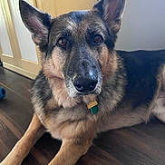 Dogee joined the competition — help win amazing prizes! dog, german_shepherd, pet, animal, indoor, floor, wood, fur, ears, collar, brown, black, lying_down, looking, mammal, domestic_animal, canine, portrait, closeup, companion