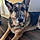 Dogee