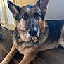 dog, german_shepherd, pet, animal, indoor, floor, wood, fur, ears, collar, brown, black, lying_down, looking, mammal, domestic_animal, canine, portrait, closeup, companion