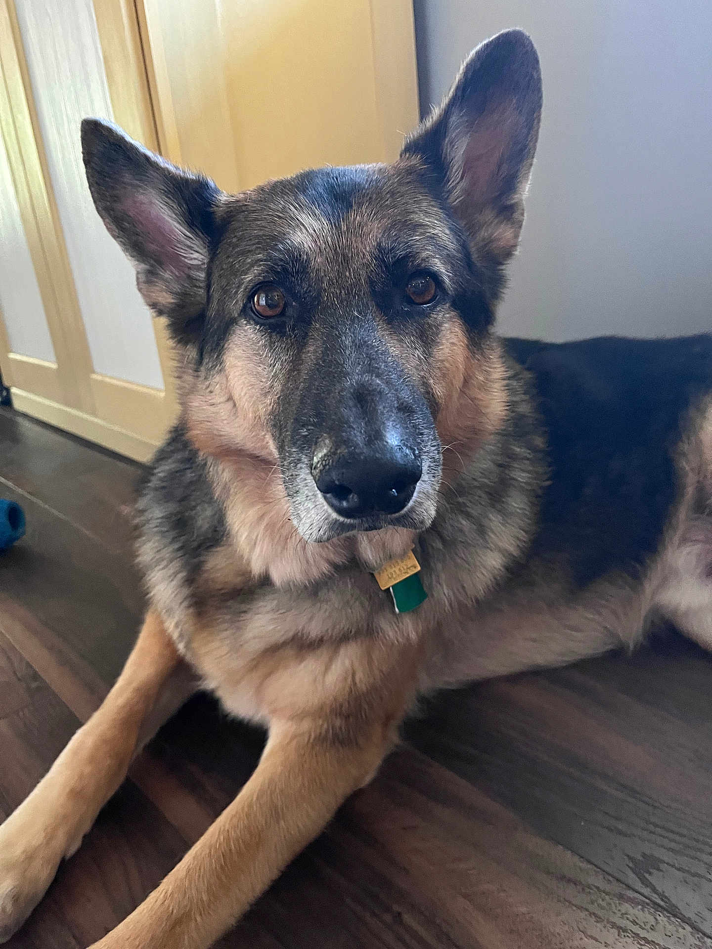 Dogee joined the competition — help win amazing prizes! dog, german_shepherd, pet, animal, indoor, floor, wood, fur, ears, collar, brown, black, lying_down, looking, mammal, domestic_animal, canine, portrait, closeup, companion
