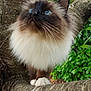 cat, fluffy, blue_eyes, tree, branch, outdoor, nature, fur, whiskers, pet, animal, curious, close_up, greenery, forest, mammal, paws, cute, wildlife, portrait