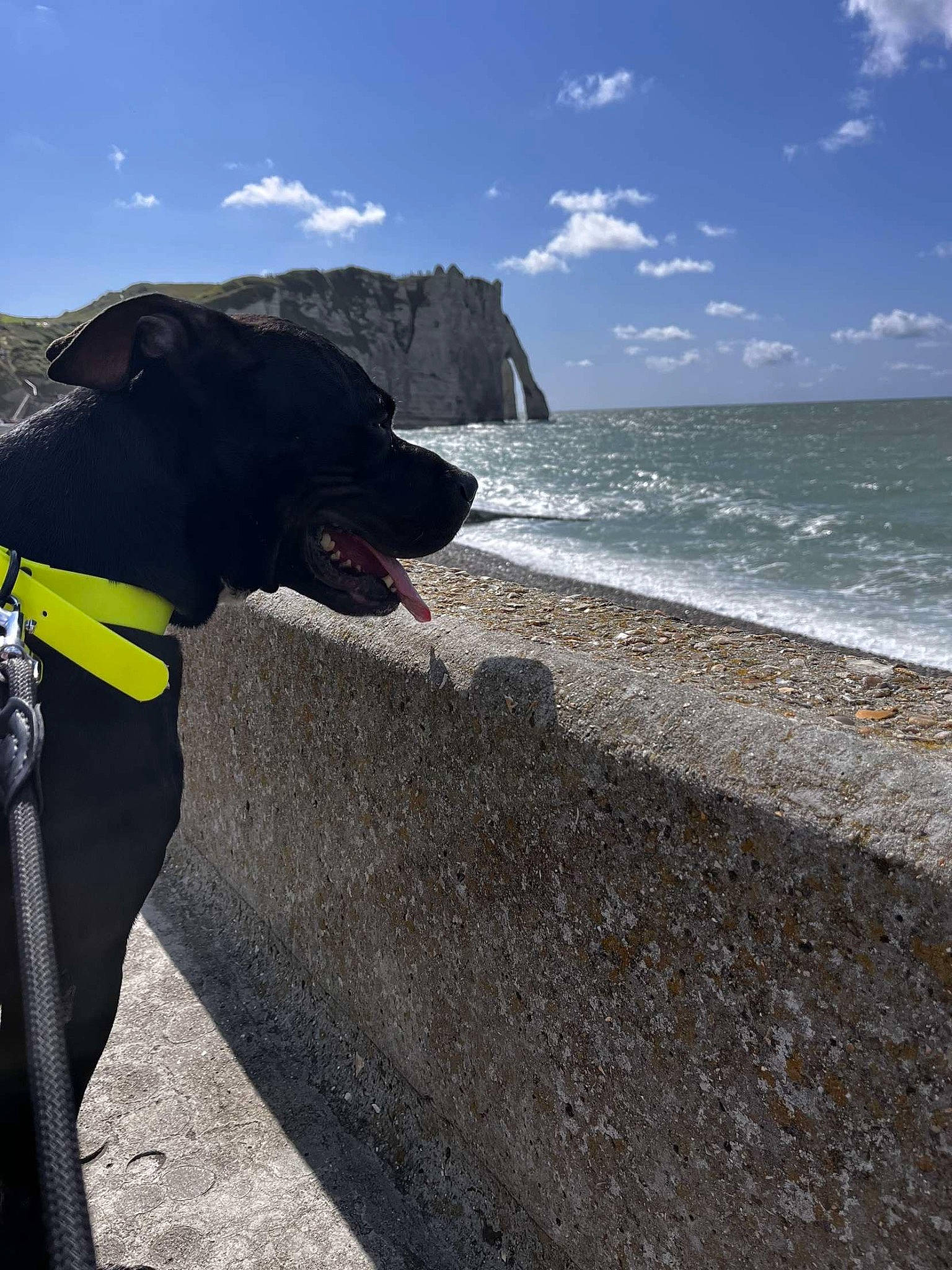 Voyou participe au concours pour gagner de l'argent avec cette photo : beach, carnivore, cloud, collar, companion_dog, dog, dog_breed, dog_collar, horizon, lake, leash, personal_protective_equipment, recreation, sand, sky, sporting_group, travel, water, wind_wave, working_animal