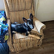 Pepper joined the competition — help win amazing prizes! dog, german_shepherd, armchair, striped_fabric, indoor, wooden_floor, door, blanket, crate, pet, animal, canine, relaxed, looking_at_camera, furniture, home_interior, ears_up, young_dog, resting, comfortable