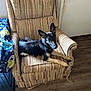 dog, german_shepherd, armchair, striped_fabric, indoor, wooden_floor, door, blanket, crate, pet, animal, canine, relaxed, looking_at_camera, furniture, home_interior, ears_up, young_dog, resting, comfortable