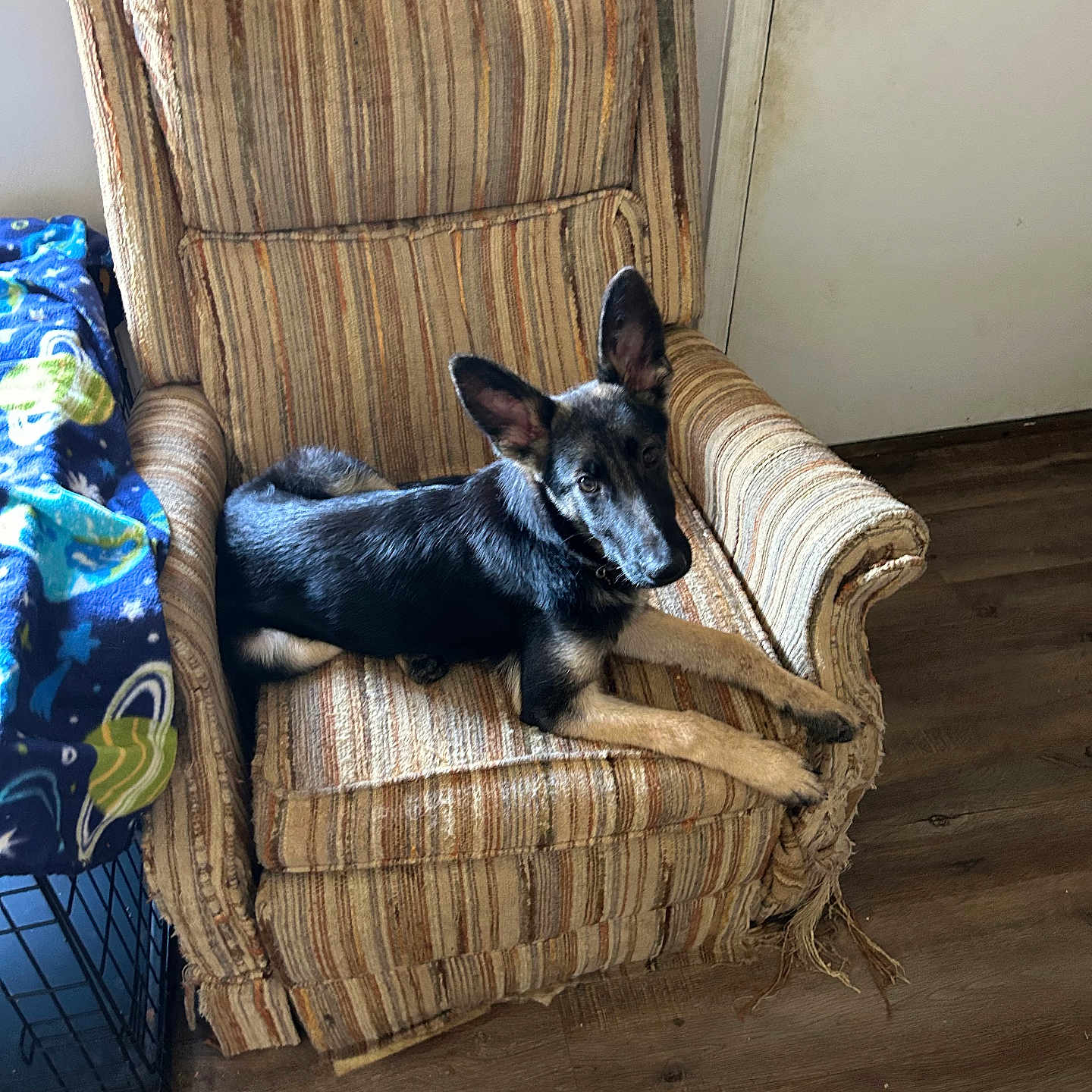 Pepper joined the competition — help win amazing prizes! animal, armchair, blanket, canine, comfortable, crate, dog, door, ears_up, furniture, german_shepherd, home_interior, indoor, looking_at_camera, pet, relaxed, resting, striped_fabric, wooden_floor, young_dog