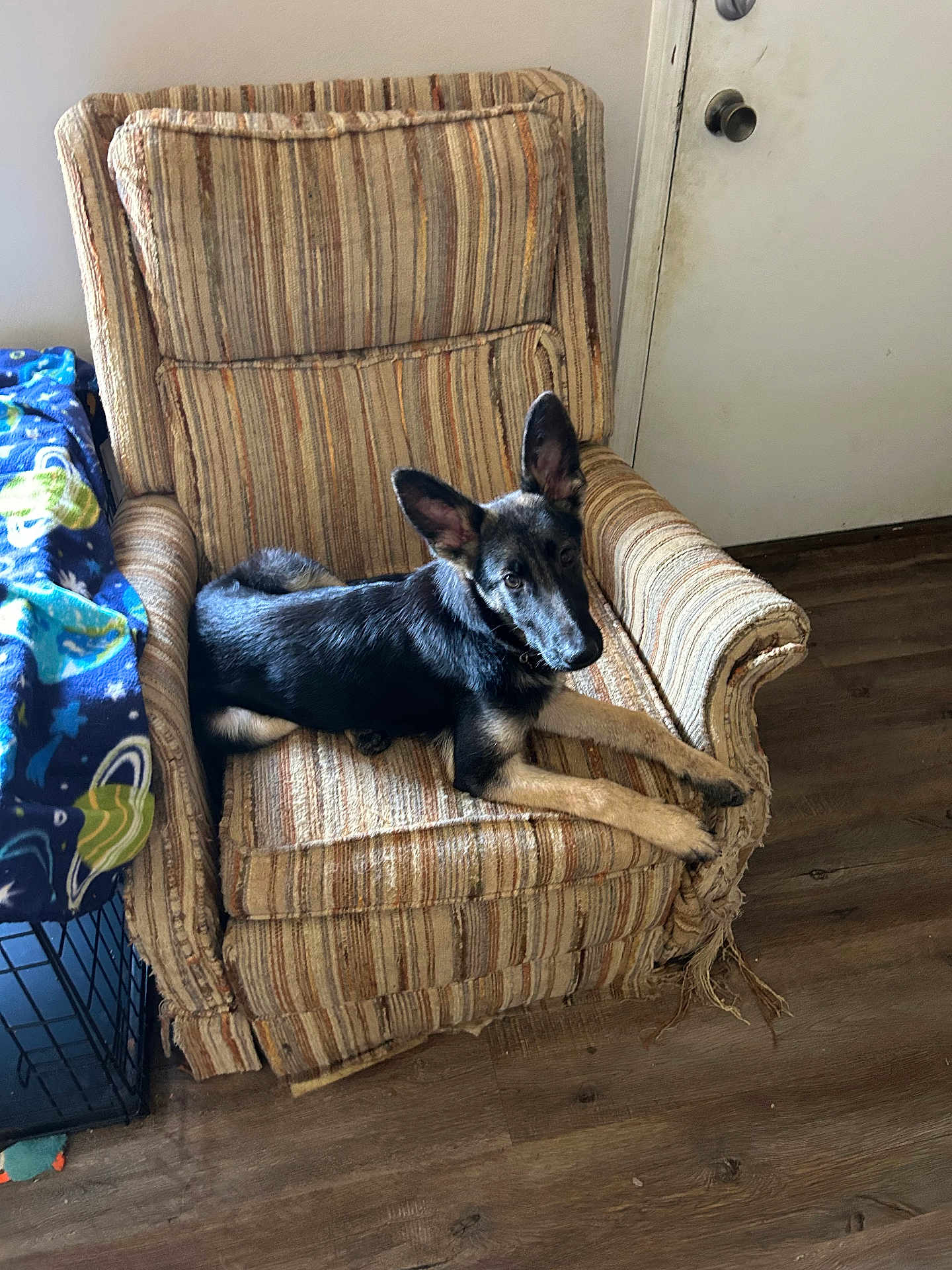 Pepper joined the competition — help win amazing prizes! dog, german_shepherd, armchair, striped_fabric, indoor, wooden_floor, door, blanket, crate, pet, animal, canine, relaxed, looking_at_camera, furniture, home_interior, ears_up, young_dog, resting, comfortable