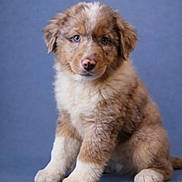 Nao participe au concours pour gagner de l'argent avec cette photo : dog, puppy, pet, animal, fluffy, brown_fur, white_fur, blue_eyes, portrait, studio_background, sitting, paws, nose, cute, adorable, young, fur_texture, looking_at_camera, front_view, indoor