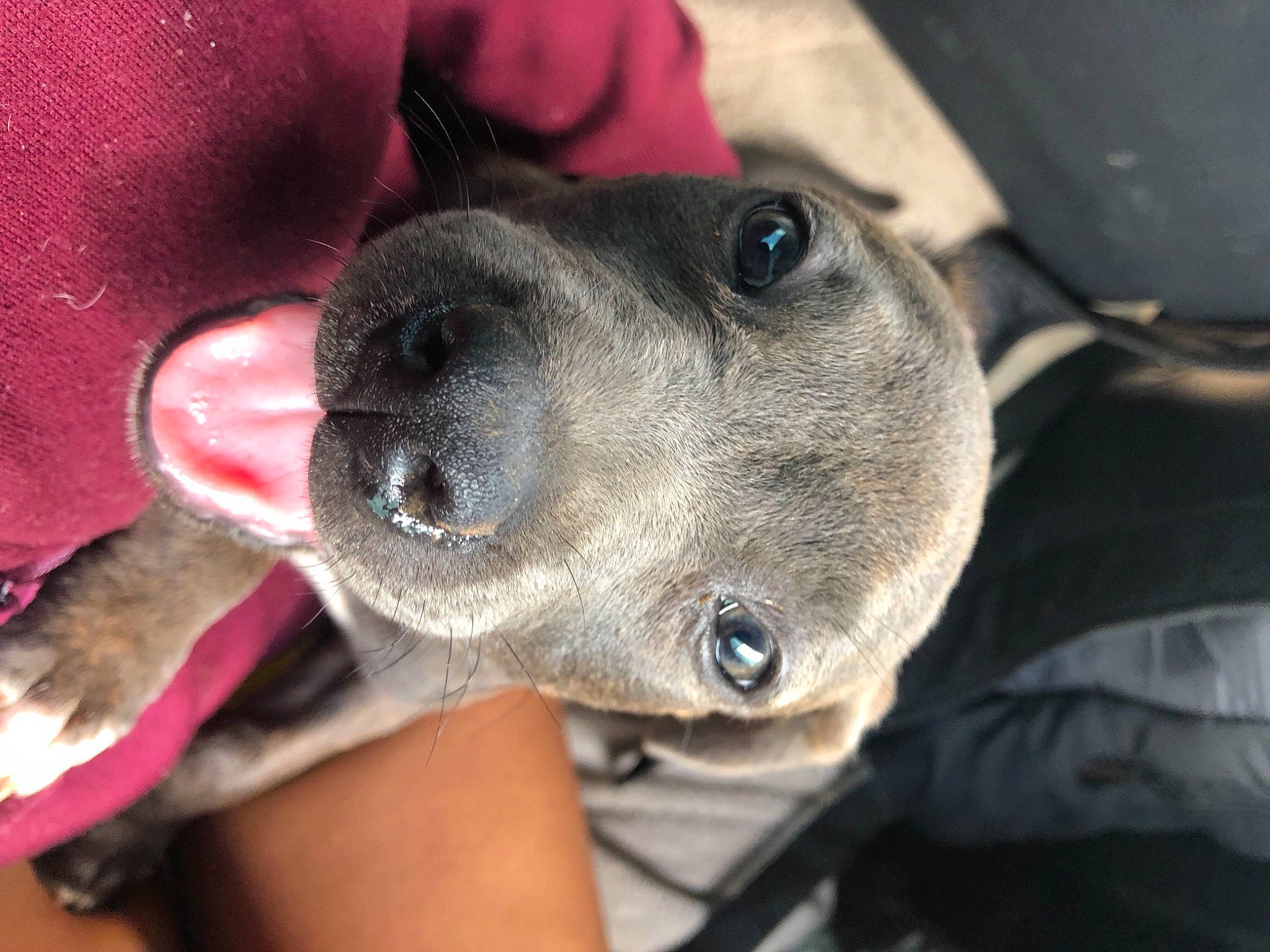 Kali is registered to the contest to win money with this photo: canidae, carnivore, collar, companion_dog, dog, dog_breed, ear, fawn, fur, non_sporting_group, snout, sporting_group, terrestrial_animal, whiskers, working_animal