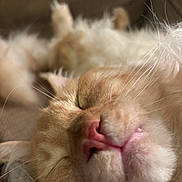 Arkan a rejoint le concours — aidez-le/la à gagner de superbes lots ! cat, sleeping, close_up, fluffy, pink_nose, whiskers, soft_fur, relaxed, pet, animal, cute, domestic_cat, mammal, indoor, resting, fur, whisker, face, nose, mouth