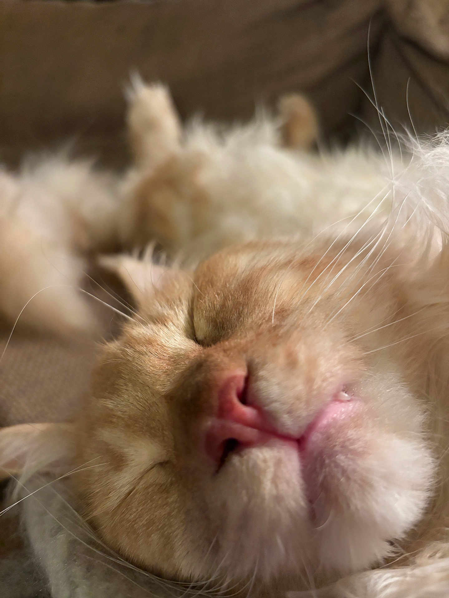 Arkan a rejoint le concours — aidez-le/la à gagner de superbes lots ! cat, sleeping, close_up, fluffy, pink_nose, whiskers, soft_fur, relaxed, pet, animal, cute, domestic_cat, mammal, indoor, resting, fur, whisker, face, nose, mouth