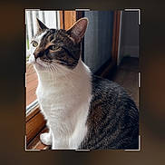 Polo joined the competition — help win amazing prizes! cat, tabby_cat, white_chest, pet, animal, sitting, portrait, window, indoors, home, fur, whiskers, ears, green_eyes, looking_left, natural_light, wood, photography, smartphone_screen, crop_interface