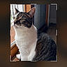 cat, tabby_cat, white_chest, pet, animal, sitting, portrait, window, indoors, home, fur, whiskers, ears, green_eyes, looking_left, natural_light, wood, photography, smartphone_screen, crop_interface