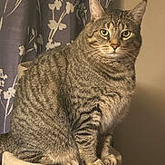 Sammy is registered to the contest to win money with this photo: cat, tabby_cat, pet, feline, indoor, cat_tree, animal, whiskers, green_eyes, fur, striped, perched, looking, curtain, floral_pattern, beige, cozy, domestic_cat, mammal, close_up