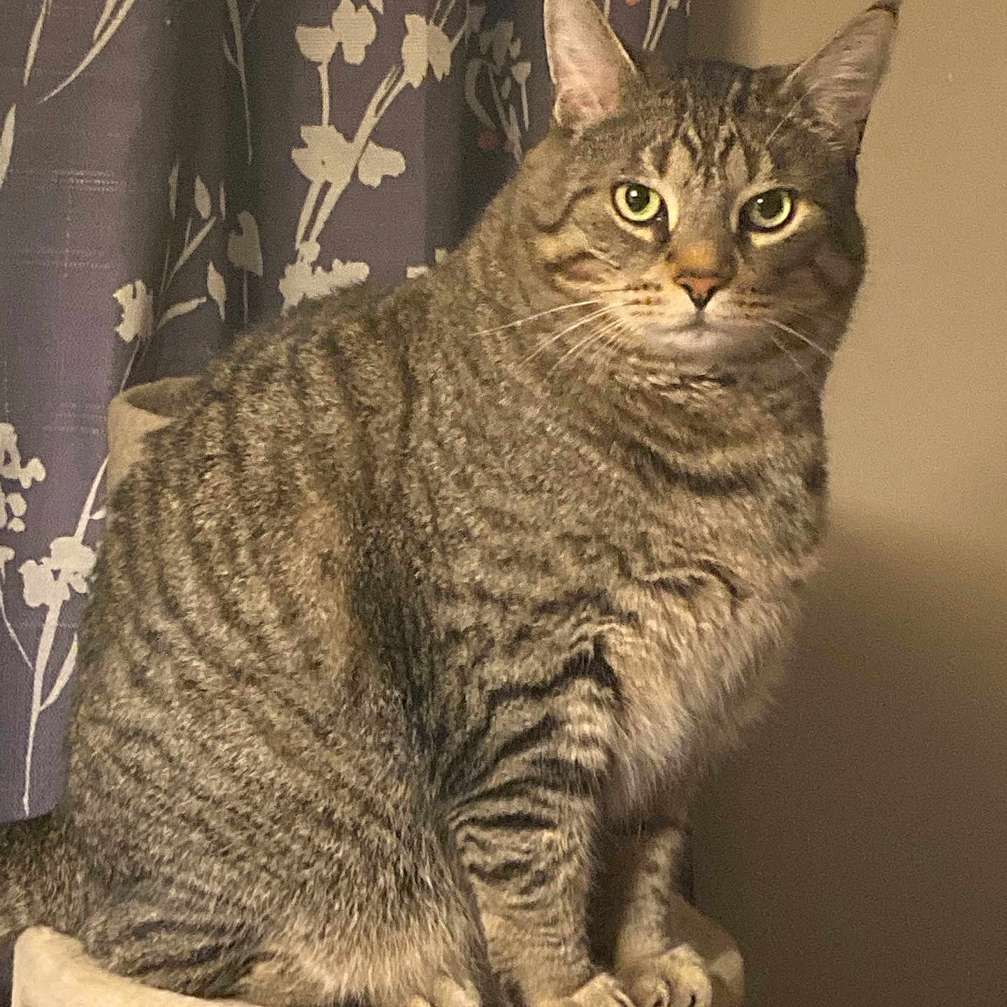 Sammy is registered to the contest to win money with this photo: animal, beige, cat, cat_tree, close_up, cozy, curtain, domestic_cat, feline, floral_pattern, fur, green_eyes, indoor, looking, mammal, perched, pet, striped, tabby_cat, whiskers