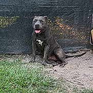 Zeus is registered to the contest to win money with this photo: dog, gray_dog, happy, sitting, outdoor, grass, dirt, pet, canine, tongue_out, animal, nature, backdrop, resting, collar, friendly, cute, mammal, companion, domestic