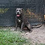 dog, gray_dog, happy, sitting, outdoor, grass, dirt, pet, canine, tongue_out, animal, nature, backdrop, resting, collar, friendly, cute, mammal, companion, domestic