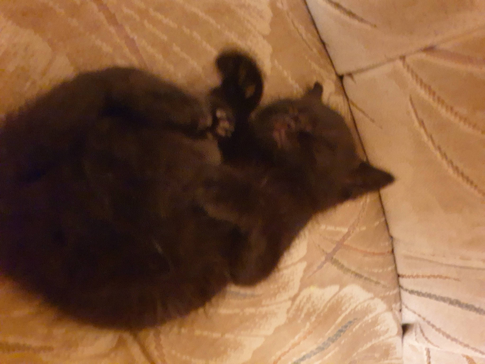 Gioia participe au concours pour gagner de l'argent avec cette photo : black_cat, burmese, canidae, carnivore, cat, dog_breed, felidae, kitten, korat, mammal, small_to_medium_sized_cats, snout, whiskers