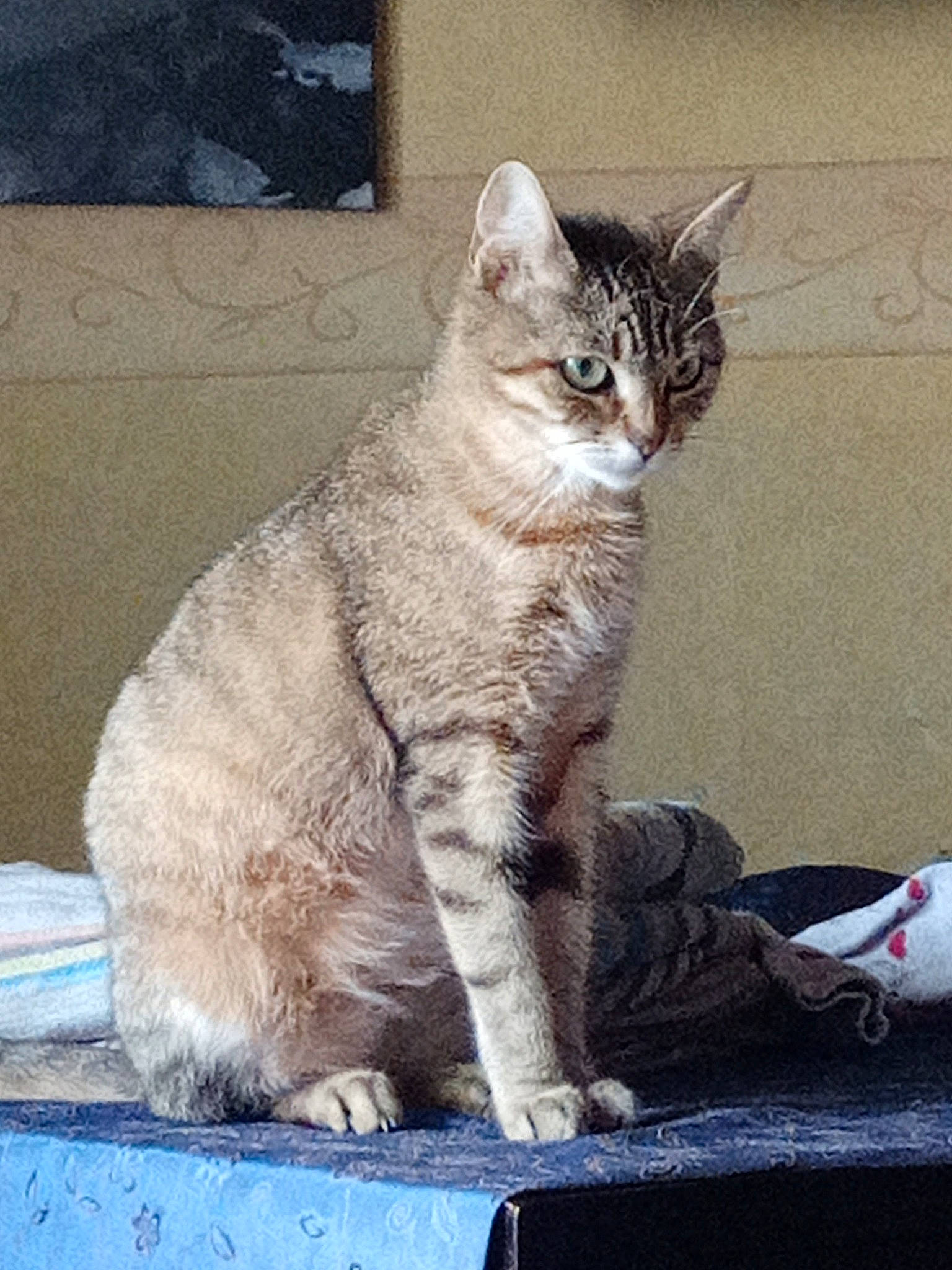 Simba participe au concours pour gagner de l'argent avec cette photo : carnivore, cat, claw, domestic_short_haired_cat, felidae, fur, grey, paw, picture_frame, sitting, small_to_medium_sized_cats, snout, tail, television, terrestrial_animal, whiskers, window