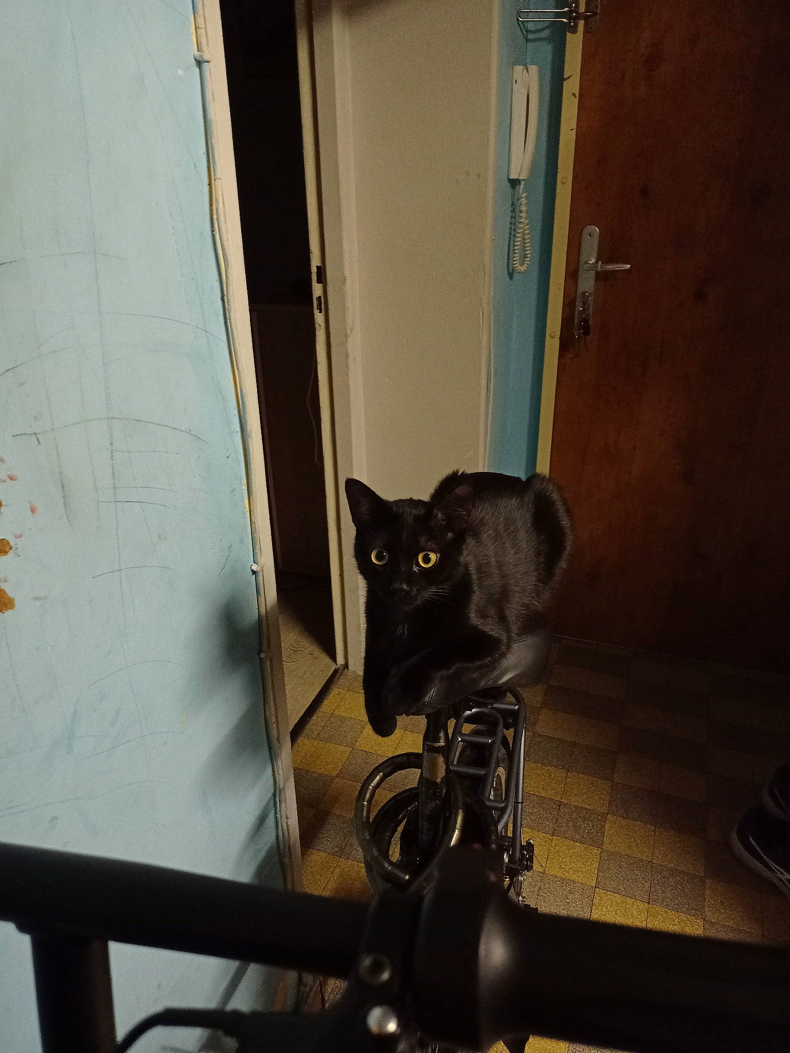 Simba a rejoint le concours — aidez-le/la à gagner de superbes lots ! bicycle_handlebar, bicycle_part, black_cat, carnivore, cat, chair, domestic_short_haired_cat, door, door_handle, felidae, fixture, flooring, hardwood, home_door, metal, room, small_to_medium_sized_cats, tail, whiskers, wood