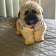 Chocolate joined the competition — help win amazing prizes! dog, small_dog, fluffy, bed, quilted_bedspread, sweater, pet, indoor, cozy, smiling, tongue_out, collar, leash_tag, vertical_blinds, light, furniture, home, cute, animal, resting
