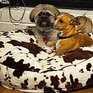 Buddy And Chocolate is registered to the contest to win money with this photo: animal, bed, brown_dog, companions, cow_print, cozy, cute, dog, domestic, friendship, furry, household, indoor, pet, plush_bed, relaxing, shark_toy, small_dog, toy, wooden_floor