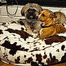 animal, bed, brown_dog, companions, cow_print, cozy, cute, dog, domestic, friendship, furry, household, indoor, pet, plush_bed, relaxing, shark_toy, small_dog, toy, wooden_floor