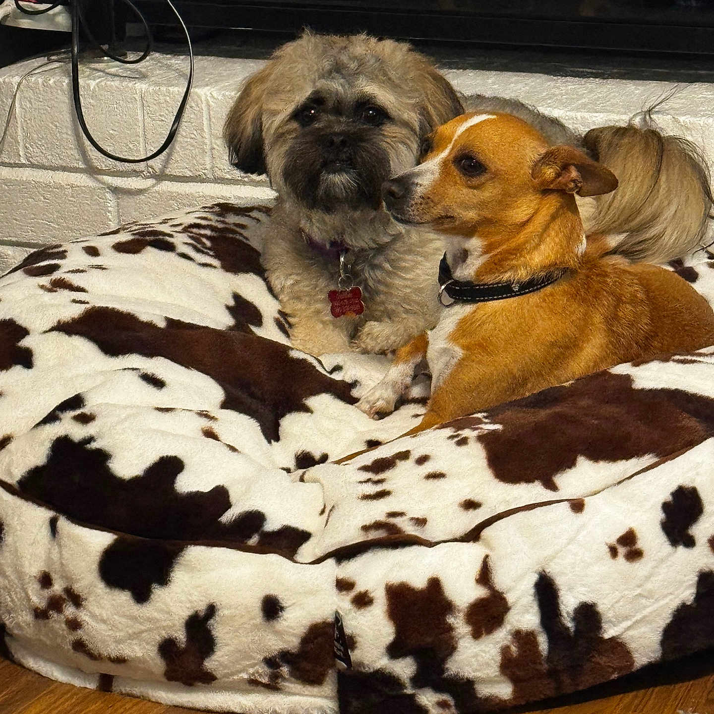 Buddy And Chocolate