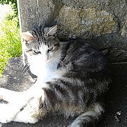 Pupuce participe au concours pour gagner de l'argent avec cette photo :