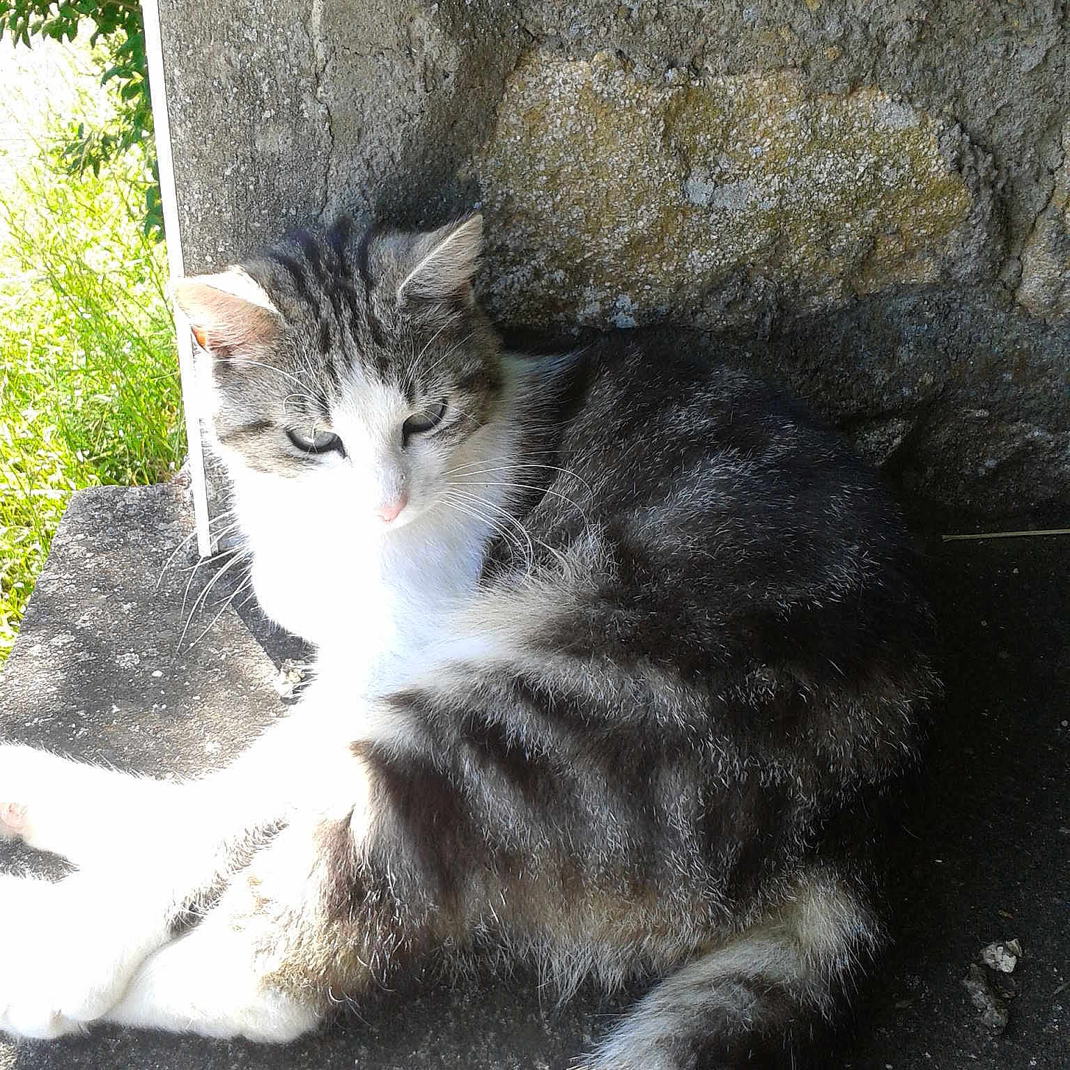 Pupuce