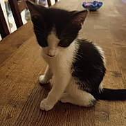 Fripouille participe au concours pour gagner de l'argent avec cette photo : kitten, cat, black_and_white, wooden_table, indoor, pet, feline, young, cute, animal, fur, whiskers, ears, tail, home, chair, bowl, floor, domestic, table