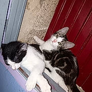 Chippie participe au concours pour gagner de l'argent avec cette photo : animals, black_and_white_cat, cat, closeup, colorful_background, curious, cute, door, ears, fur, indoor, kitten, ledges, pets, resting, sleeping, tabby_cat, wall, whiskers, window