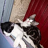 animals, black_and_white_cat, cat, closeup, colorful_background, curious, cute, door, ears, fur, indoor, kitten, ledges, pets, resting, sleeping, tabby_cat, wall, whiskers, window