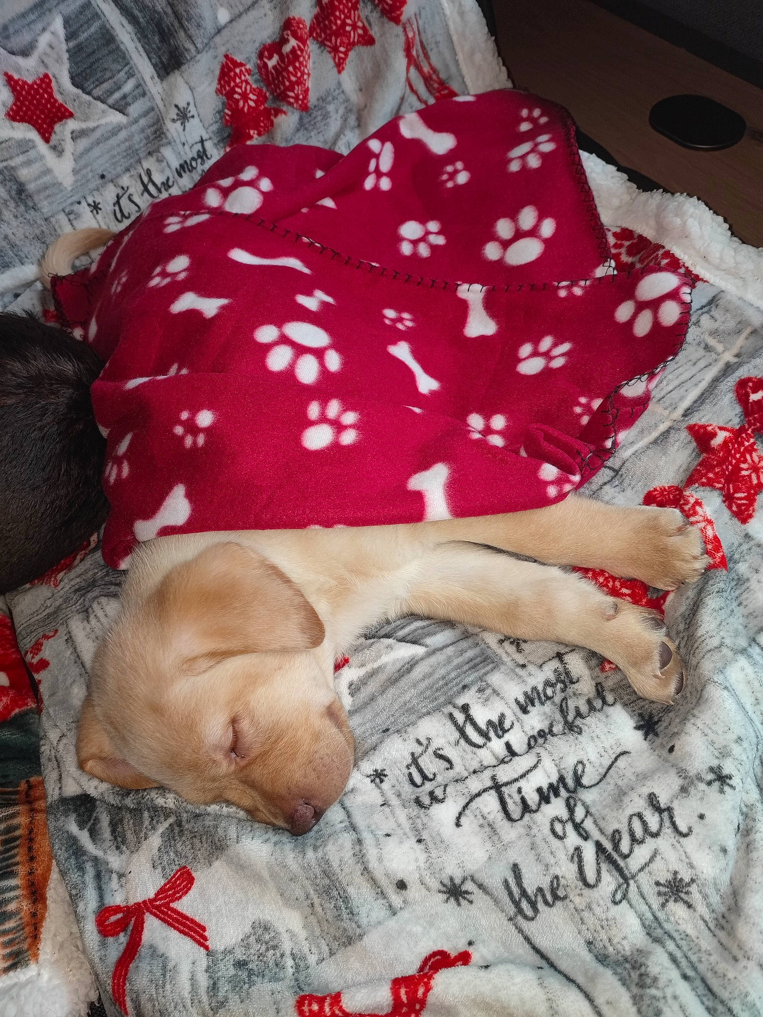 Haiko a rejoint le concours — aidez-le/la à gagner de superbes lots ! bed_sheet, bedding, bedtime, carnivore, child, comfort, companion_dog, dog, dog_breed, duvet, fawn, flesh, font, fur, handwriting, human_leg, linens, magenta, room, thigh