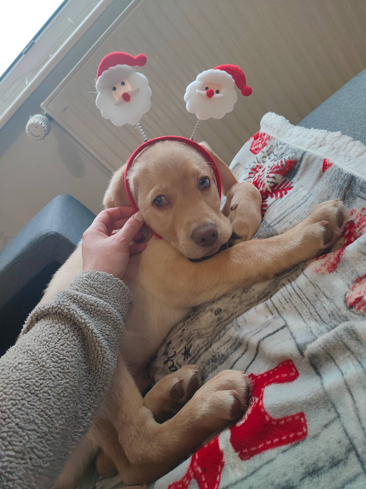 Haiko a rejoint le concours — aidez-le/la à gagner de superbes lots ! canidae, carnivore, chair, child, comfort, companion_dog, couch, dog, dog_breed, dog_supply, fawn, fur, linens, pattern, room, sitting, sporting_group, stuffed_toy, toy, working_animal