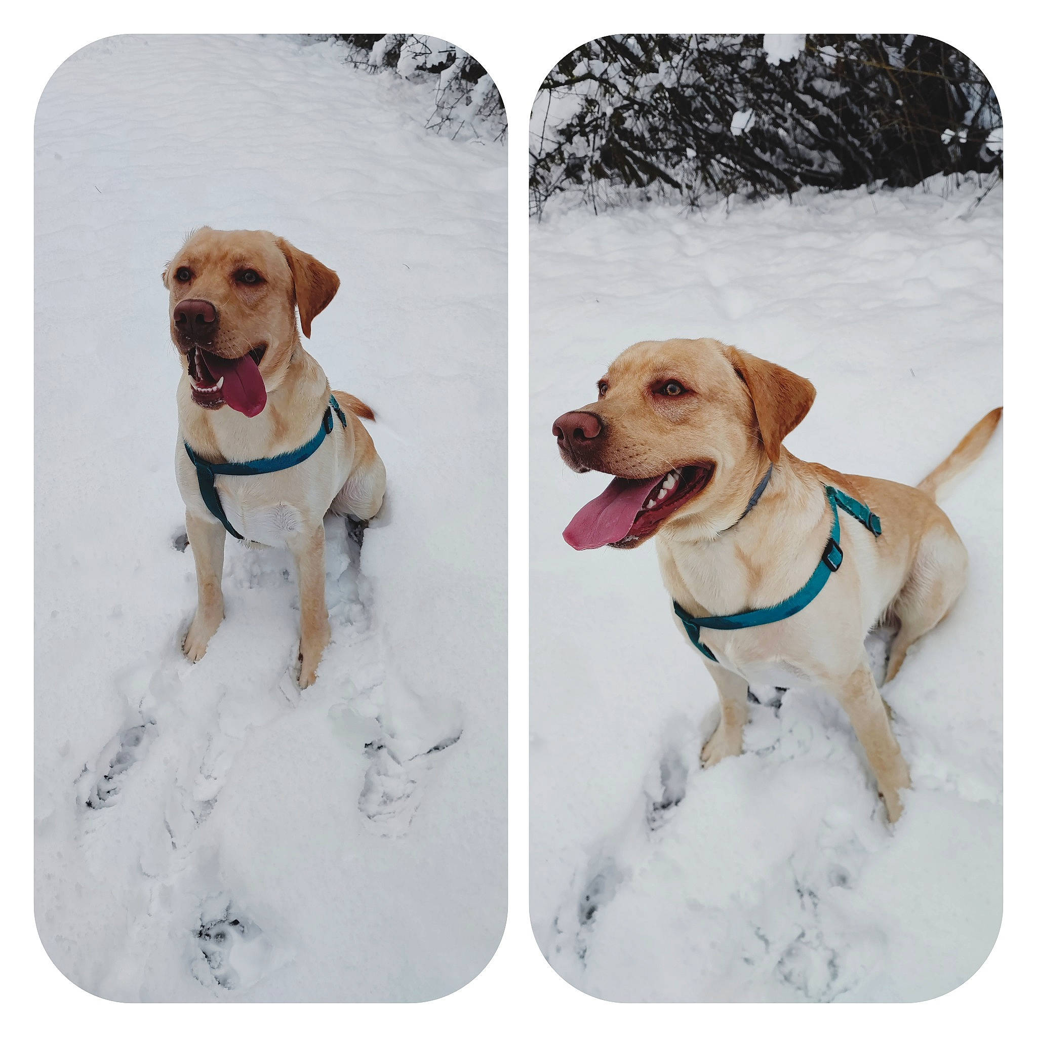 Haiko participe au concours pour gagner de l'argent avec cette photo : carnivore, collar, companion_dog, dishware, dog, dog_breed, dog_collar, dog_supply, fawn, font, liver, mammal, pet_supply, rectangle, snout, snow, sporting_group, vertebrate, winter, working_animal